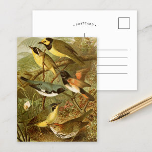 North American Birds   Gustav Mützel Postcard