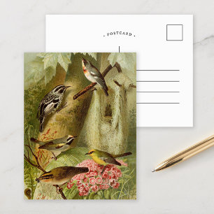North American Birds   Gustav Mützel Postcard