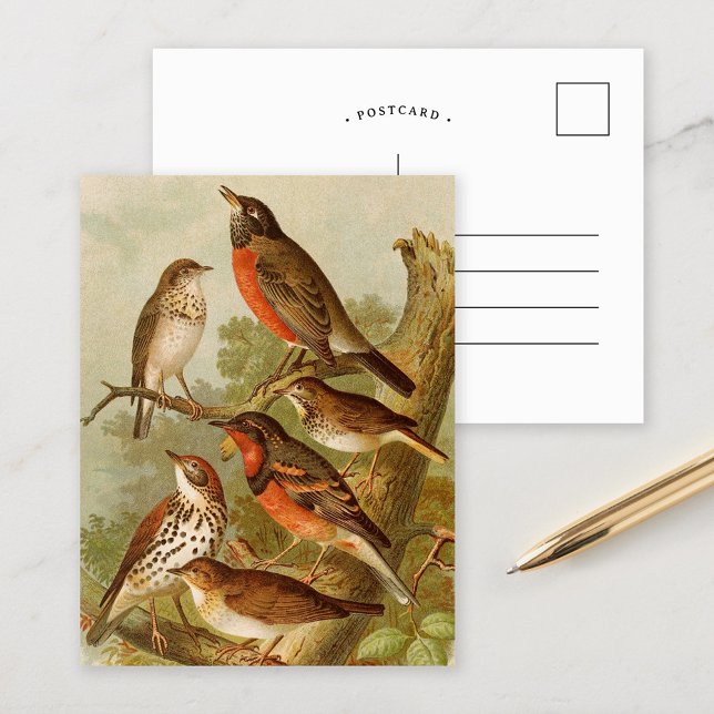 North American Birds | Gustav Mützel Postcard (Creator Uploaded)