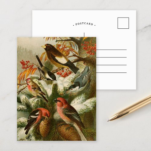 North American Birds  Gustav MuÌˆtzel Postcard