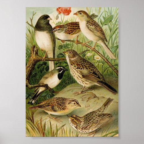 North American Birds  Gustav Mützel Poster