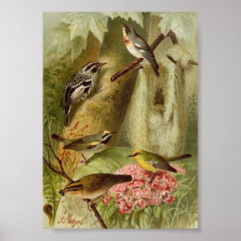 North American Birds | Gustav Mützel Poster by GreyOwlVintage at Zazzle