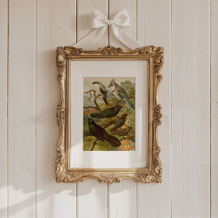 North American Birds Gustav Mützel Poster