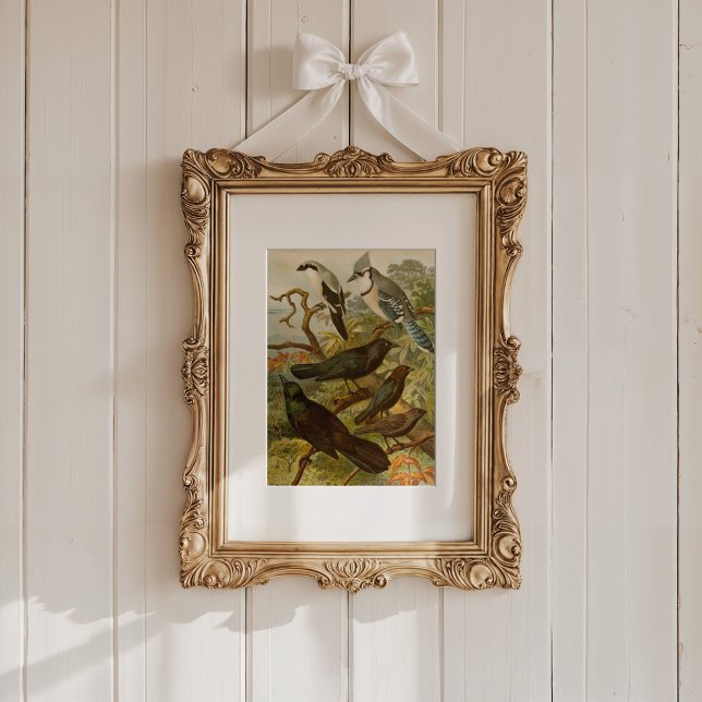 North American Birds | Gustav Mützel Poster (Creator Uploaded)