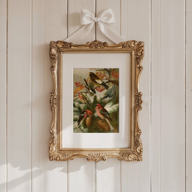 North American Birds | Gustav Mützel Poster (Creator Uploaded)