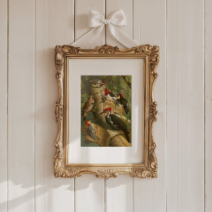 North American Birds   Gustav Mützel Poster