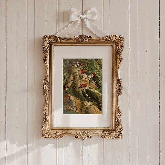 North American Birds | Gustav Mützel Poster (Creator Uploaded)