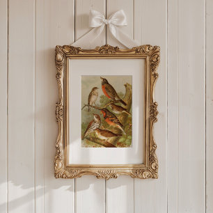 North American Birds Gustav Mützel Poster