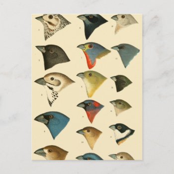 North American Birds Postcard by ThinxShop at Zazzle