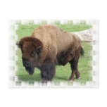 North American Bison Postcard