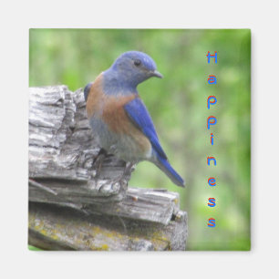North American Bluebird of Happiness Magnet