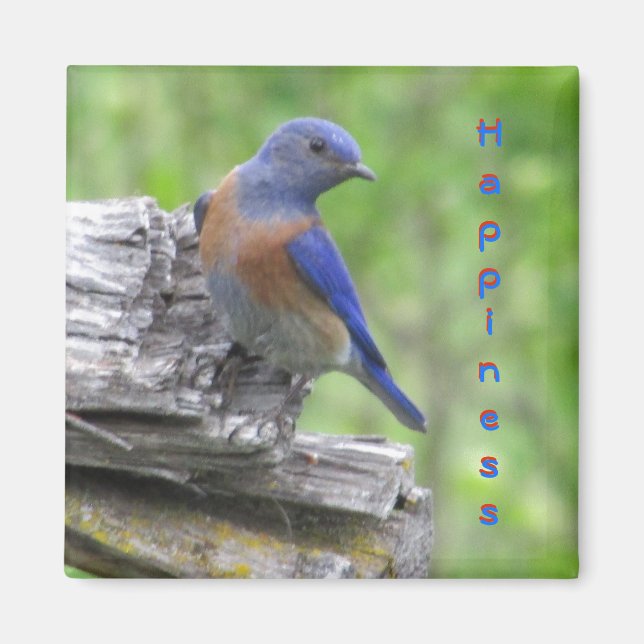 North American Bluebird of Happiness Magnet (Front)
