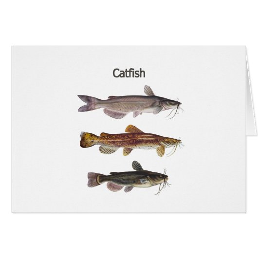 North American Catfish Logo Cards (Front Horizontal)