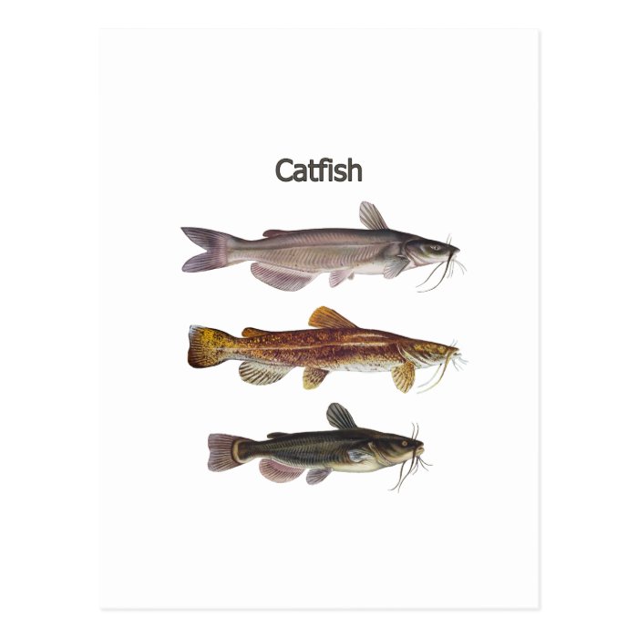 North American Catfish Logo Post Card