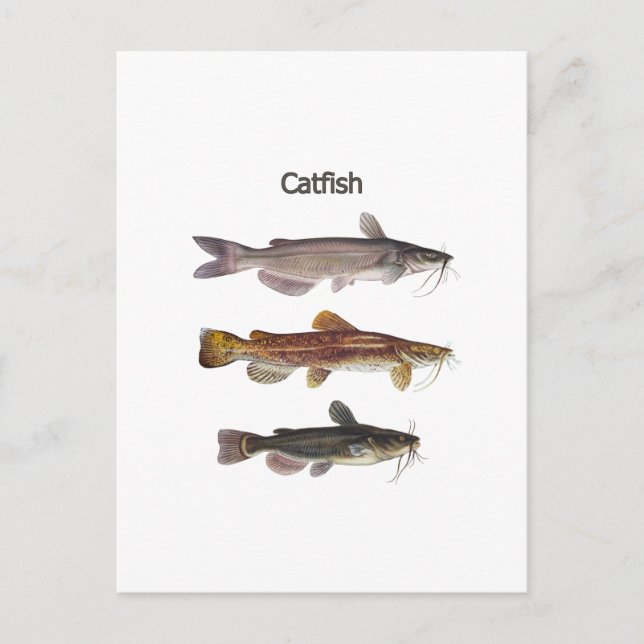 North American Catfish Logo Postcard (Front)