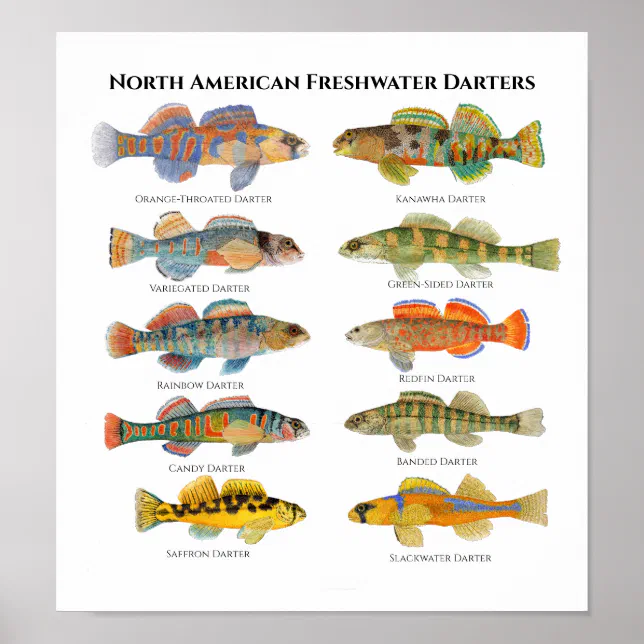 North American Darters Art Poster | Zazzle