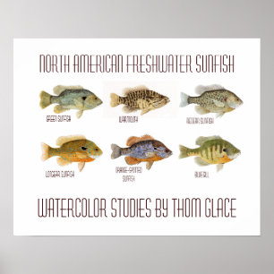 North American Freshwater Sunfish Poster