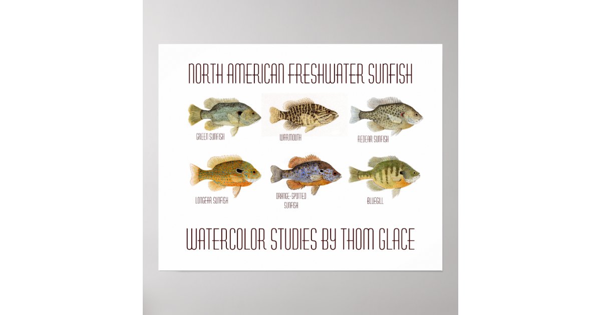 North American Freshwater Sunfish Poster