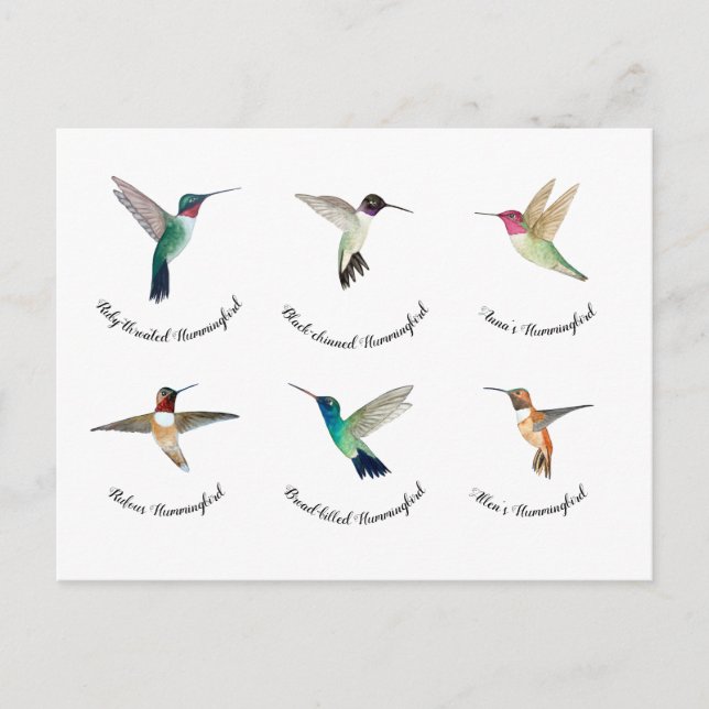 North American Hummingbirds  Postcard (Front)