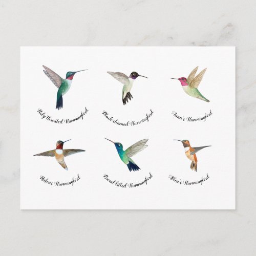 North American Hummingbirds  Postcard