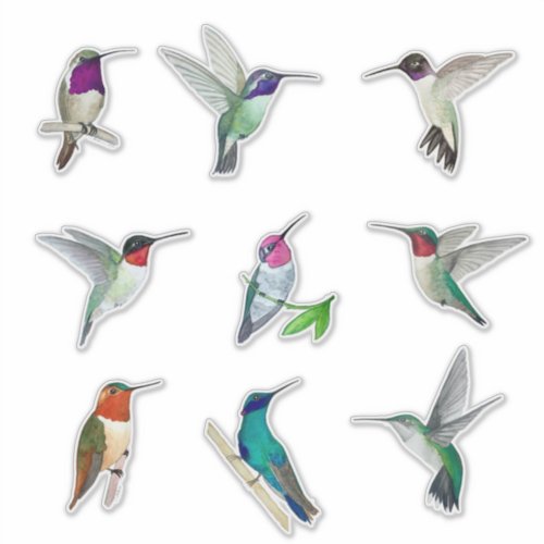 North American Hummingbirds Sticker