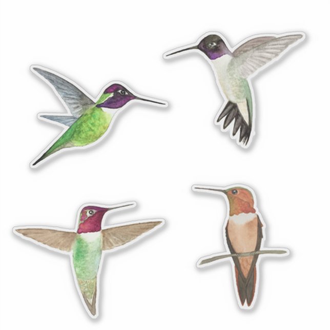 North American Hummingbirds Sticker (Front)