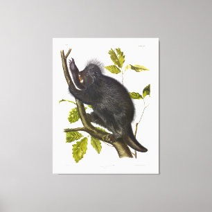 North American or Canada Porcupine by Audubon Canvas Print