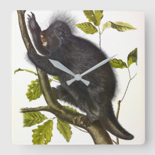 North American or Canada Porcupine by Audubon Square Wall Clock