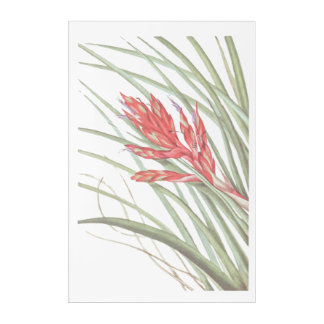 North American Quill-Leaf Wildflower Acrylic Print