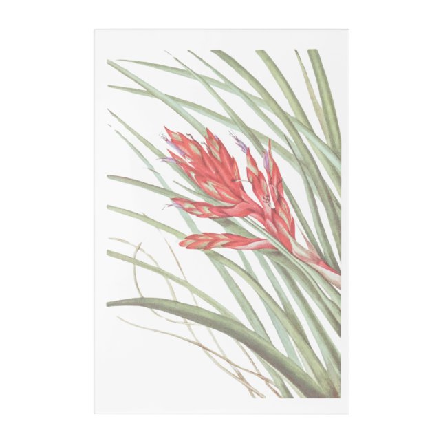 North American Quill-Leaf Wildflower Acrylic Print (Front)