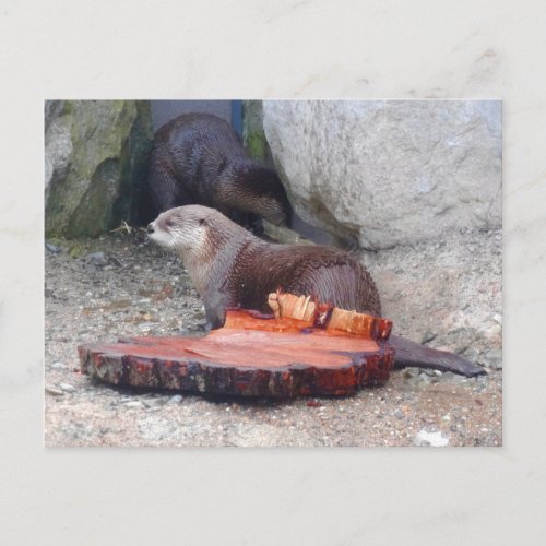North American River Otter 1 Postcard