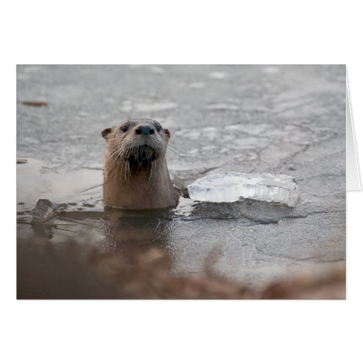 North American River Otter Cards (Front Horizontal)