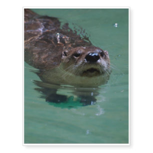 North American River Otter Temporary Tattoos