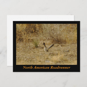North American Roadrunner Postcard