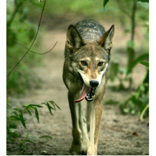 North American Sly Red Wolf Cutout