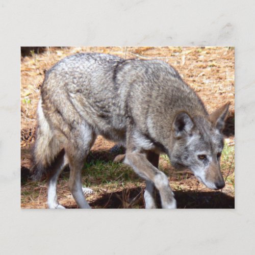 North American Sly Red Wolf Postcard