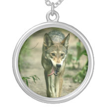 North American Sly Red Wolf