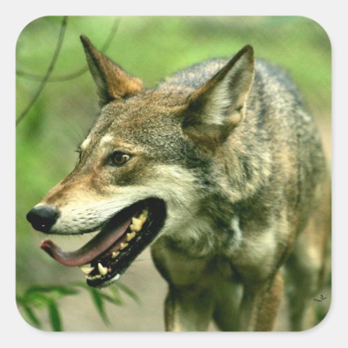 North American Sly Red Wolf Square Sticker