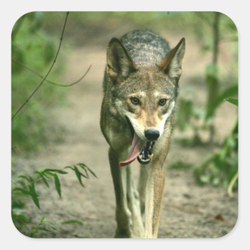 North American Sly Red Wolf Square Sticker