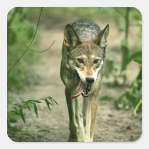 North American Sly Red Wolf Square Sticker