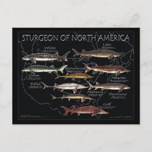 North American Sturgeon-Black Poster-Postcard Postcard