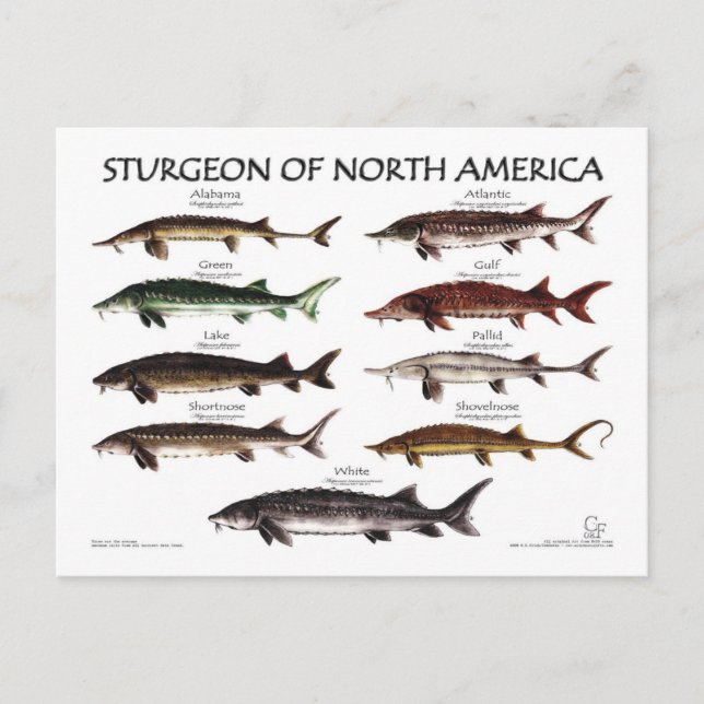 North American Sturgeon-White Poster-Postcard Postcard (Front)