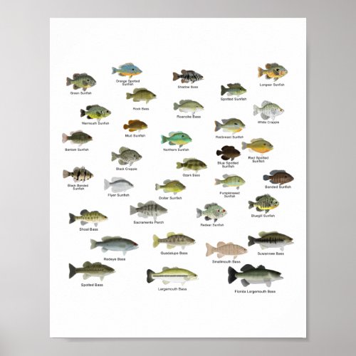 North American  Sunfish Group named Poster