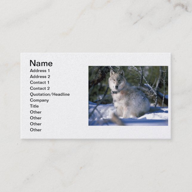 North American Timber Wolf in Snow Business Card (Front)