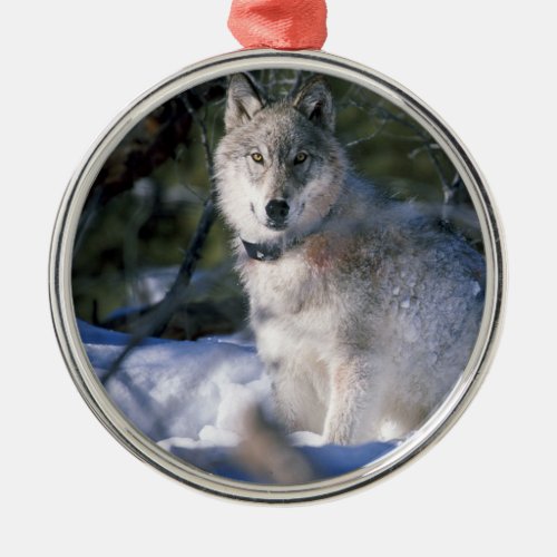 North American Timber Wolf in Snow Metal Ornament