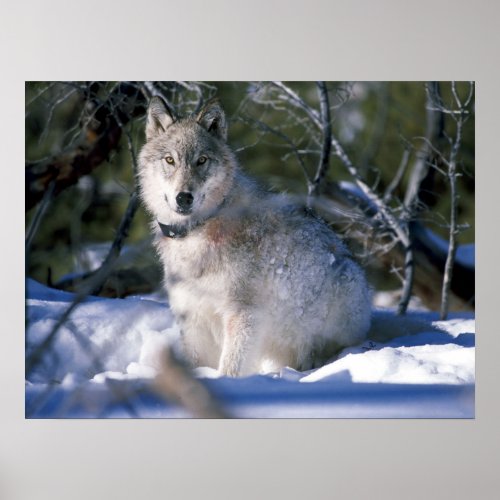 North American Timber Wolf in Snow Poster