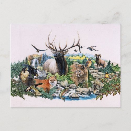 North American Wildlife Postcard