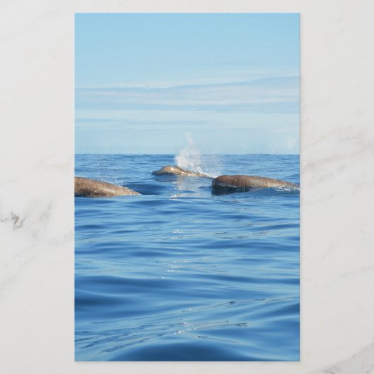 North Atlantic Bottlenose Whales (Front)