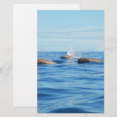 North Atlantic Bottlenose Whales (Front/Back)