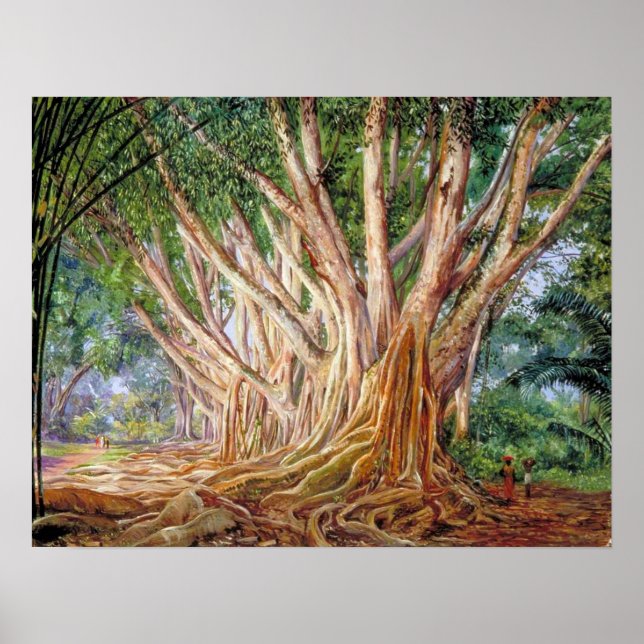 North - Avenue Of Indian Rubber Trees, Peradeniya Poster (Front)